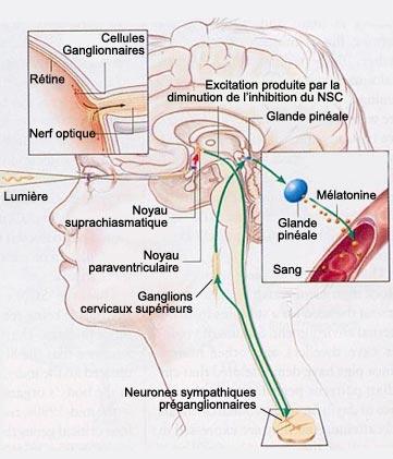 Schemas de la vue